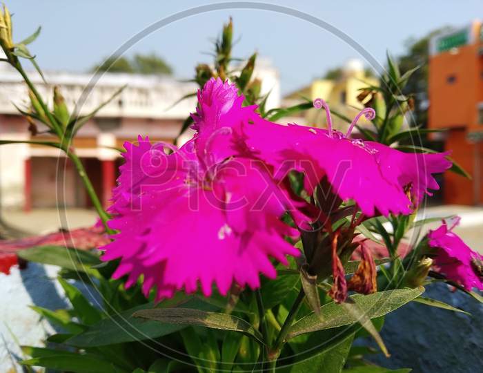 Pink Flowering Plant - Jitendra Chaudhary