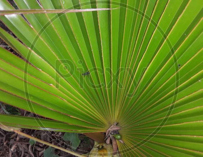 big green leaf of the India