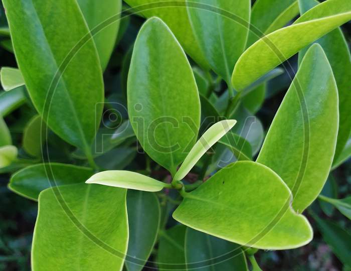 Green leaf bud