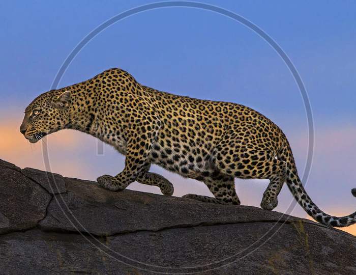 Beautiful pictures of  Serengeti