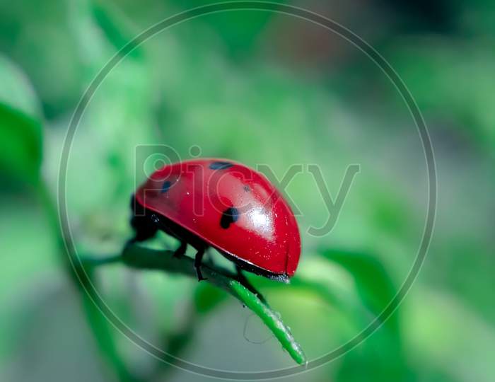 Close Up To A Seven Spotted Ladybug Sitting On The Leaf With Blue Background