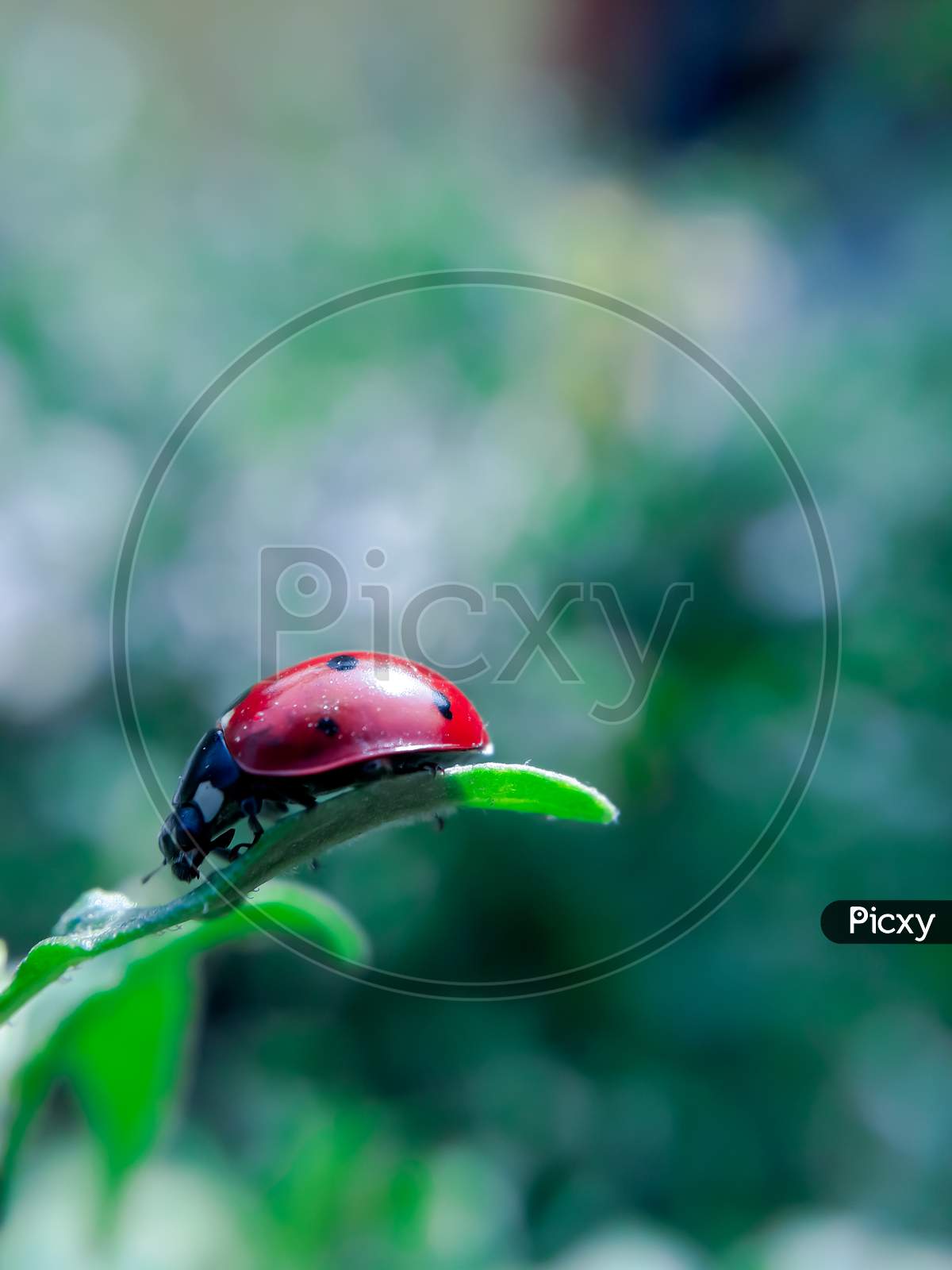 Close Up To A Seven Spotted Ladybug Sitting On The Leaf With Blue Background