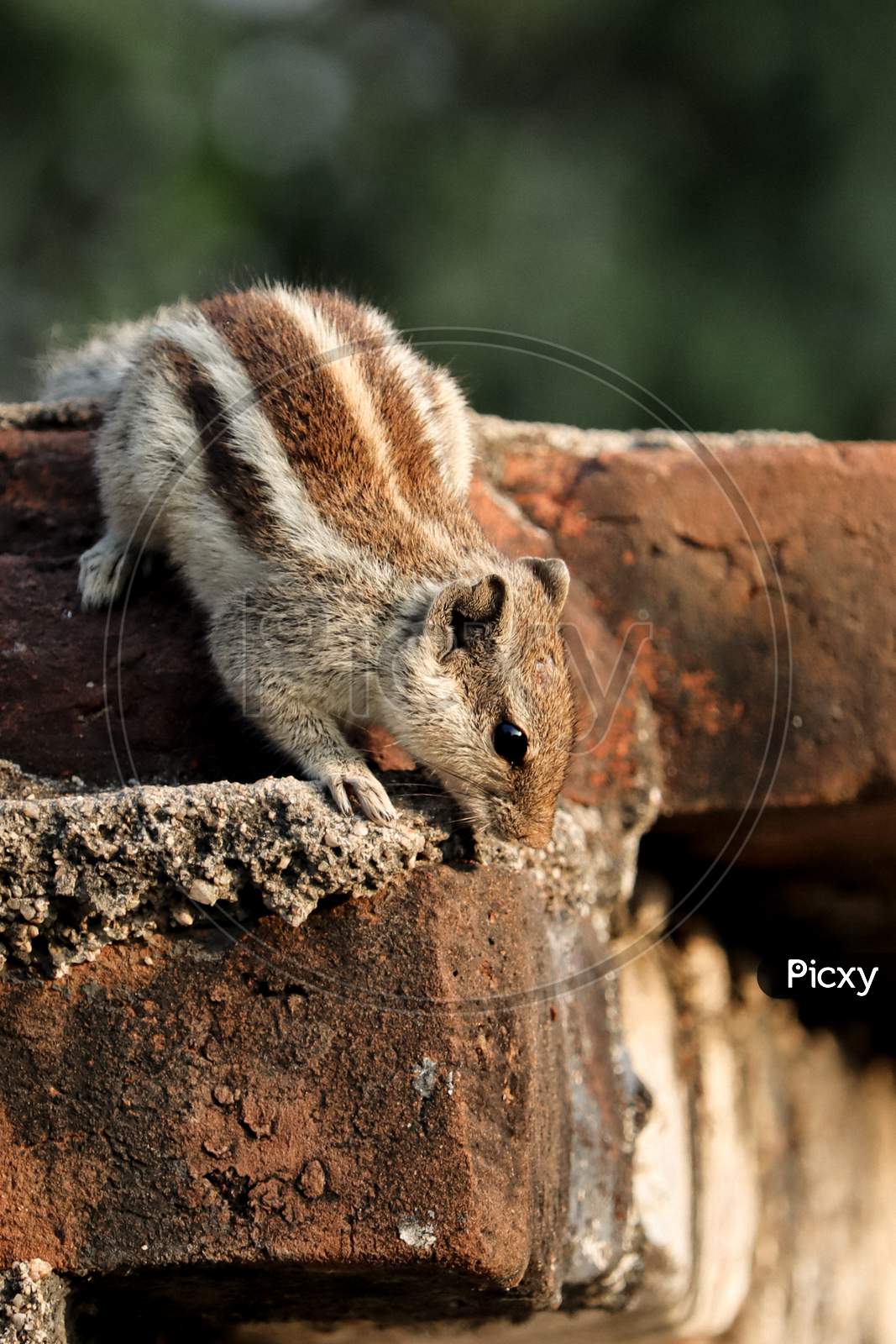 The Indian Palm Squirrel Or Three-Striped Palm Squirrel Sitting On The Farm Wall And Finding Food At Evening.