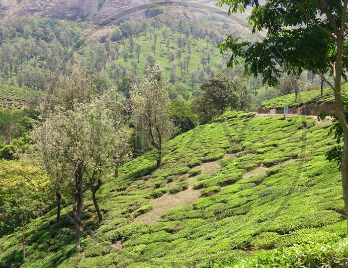 Scenic View Of Tea Plantation Or Garden On The Slope Beside The Road In Munnar, Kerala, India