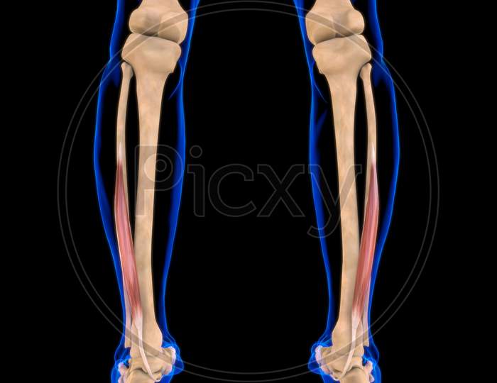 flexor hallucis longus insertion