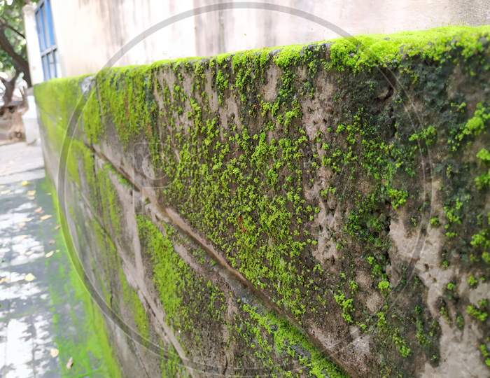 Moss and small plants on a Compound wall during rainy season
