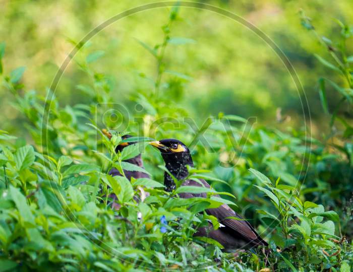 A Common Myna Hiding Behind The Wild Grass In India Forest With The Nice Bokeh And Focus Only On Myna Eyes.