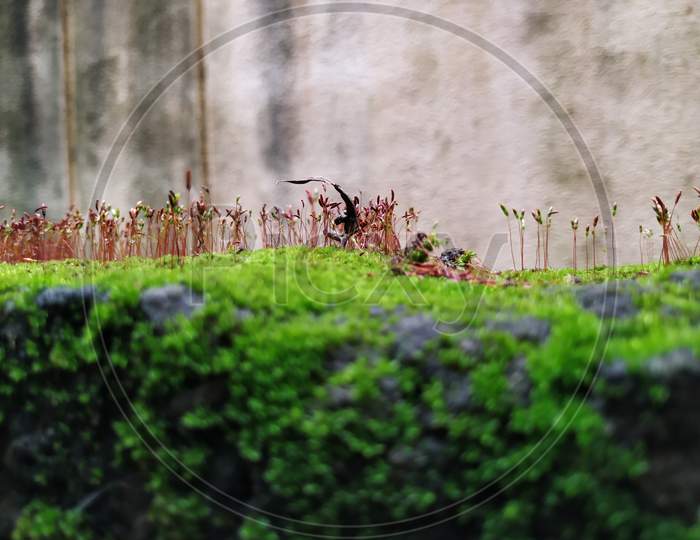 Brown Color Tiny Or Small Plants Grow At The Top Of The Moss In A Old Wall Surface During Rainy Season