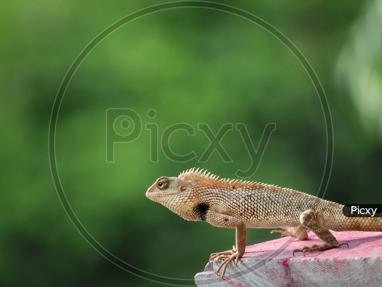 Chameleon ( Kachindo ) With Yellow Skin And Green Background.