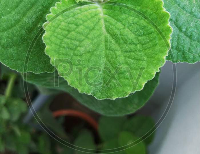 Thick Leaves Of Plectranthus Amboinicus Mexican Mint, Fragrant Plant Growing In A Flowerpot.