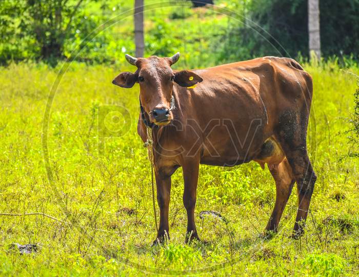 BROWN COW