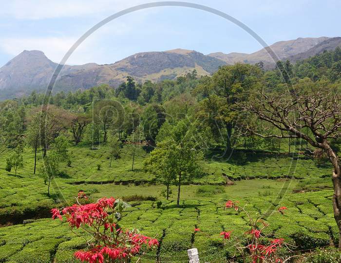 Scenic View Of Tea Plantation Or Garden With Flower Trees In Munnar, Kerala, India