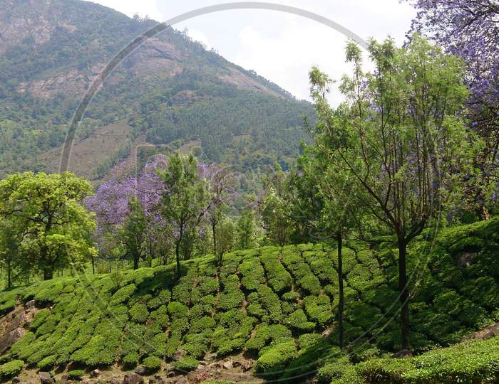 Scenic View Of Tea Plantation Or Garden With Flower Trees In Munnar, Kerala, India