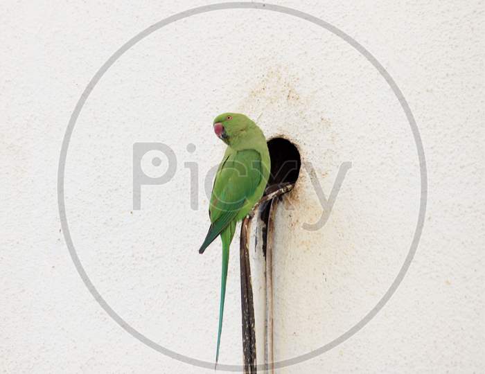 Parrots sitting on wire searching for home in urban area. Green Parrots.