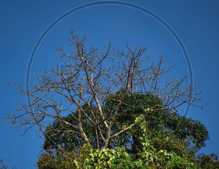 A Dried Up Tree In Focus With Blue Sky Behind During Winter