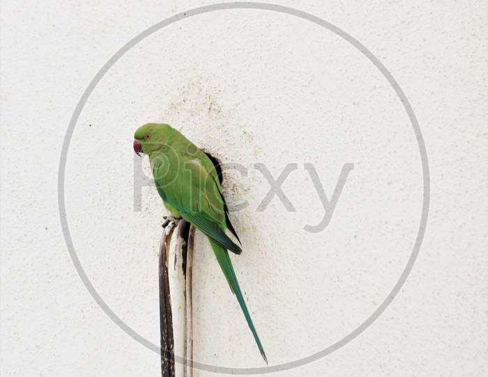 Parrots sitting on wire searching for home in urban area. Green Parrots.