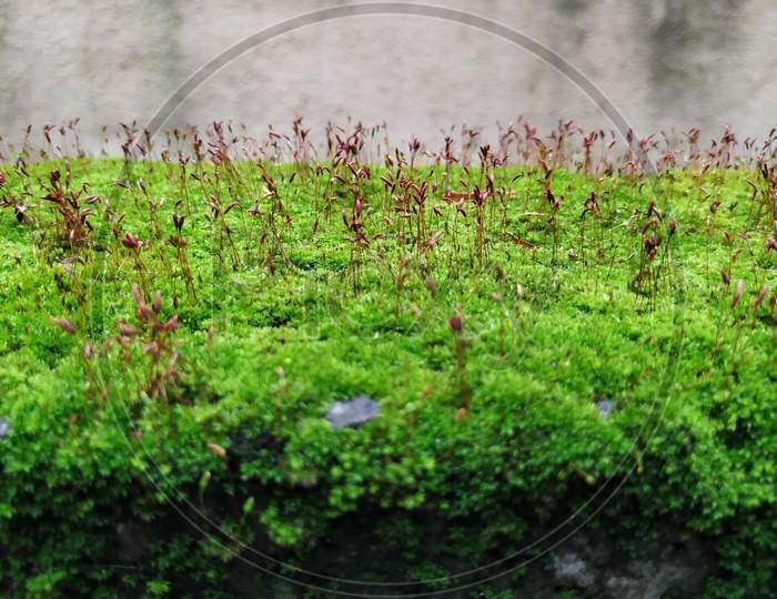 Brown Color Tiny or Small Plants grow at the top of the Moss in a Old Wall surface during Rainy Season
