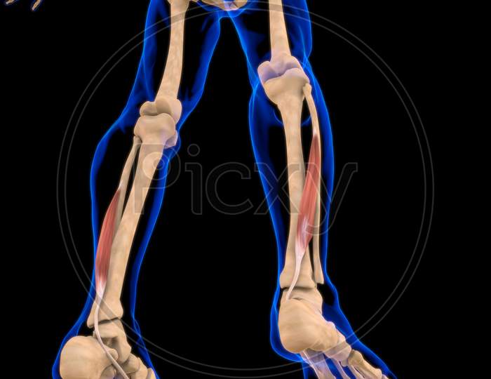 flexor hallucis longus insertion