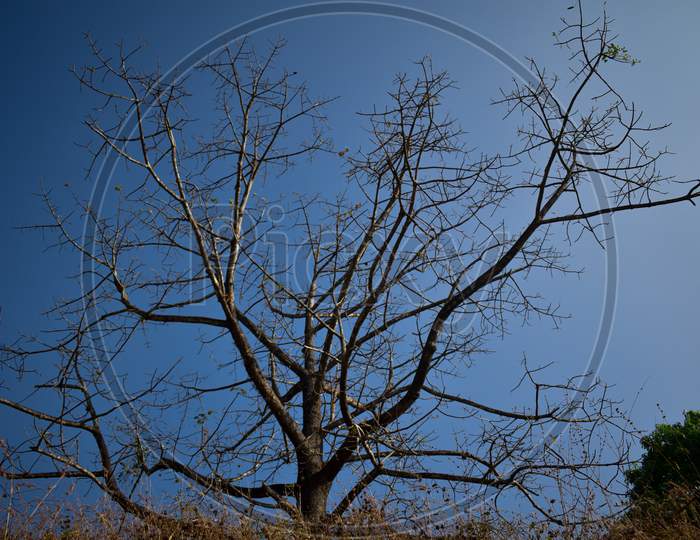 A Dried Up Tree In Focus With Blue Sky Behind During Winter