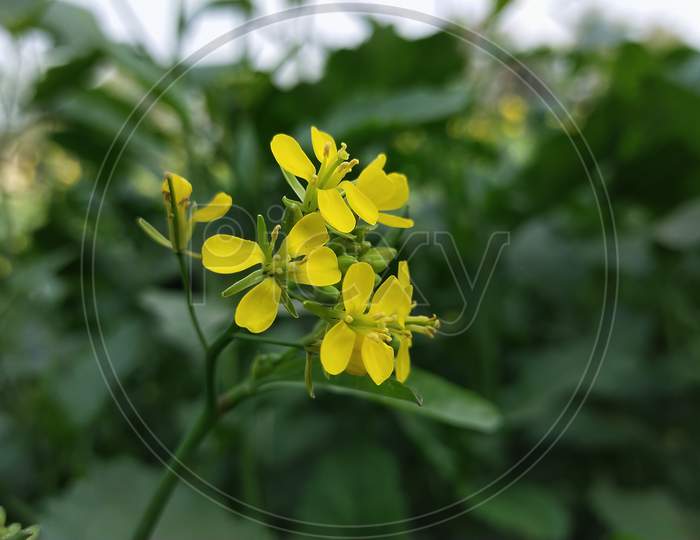Beautiful Mustard flower