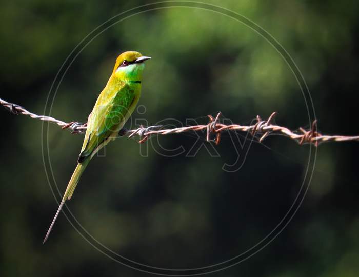 Green Bee-Eater Sitting On Wire With Green Background.