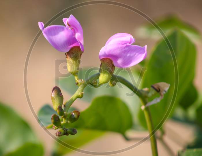 Life Of Purple Flower