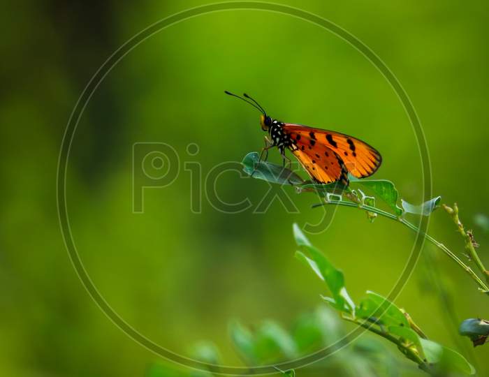 Colorful Oregon Butterfly Sitting On Leaf With Green Bokeh Background.