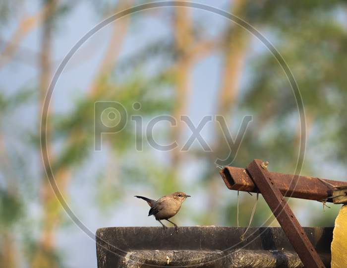 This Is The Picture Of An "Indian Robin" When They Sitting On Wall. These Are Species Of Bird In The Family Of Muscicapidae.