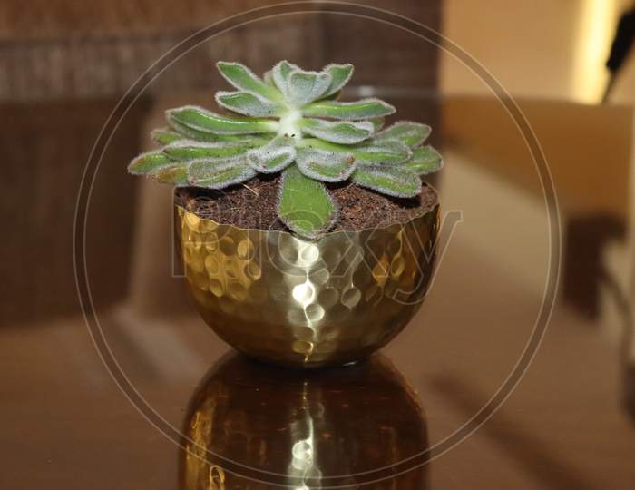 Indoor plant for home decoration