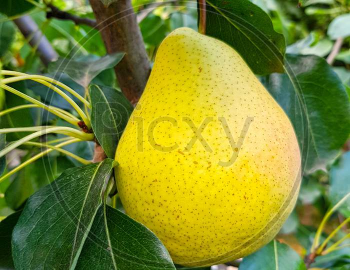 Yellow Pear Fruit On A Tree