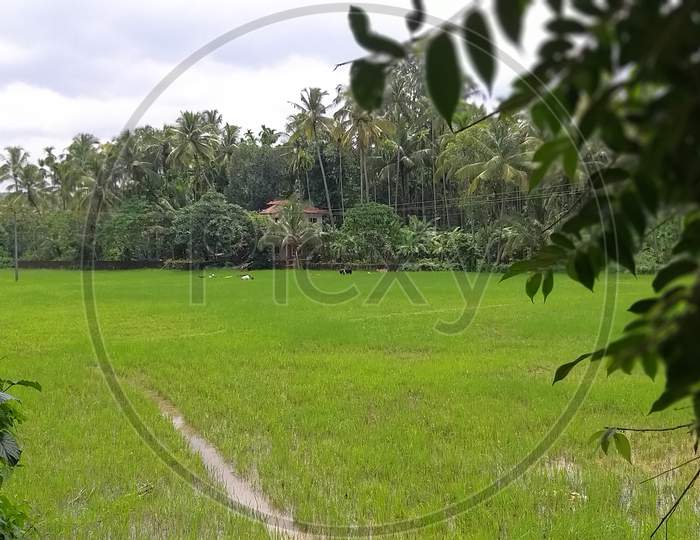 Beauty of Kerala