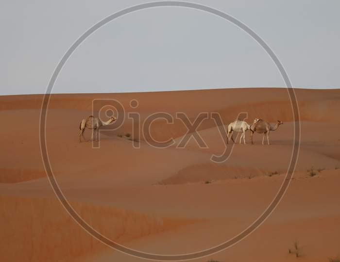 Camels in dunes