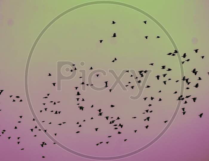 Flying birds photography