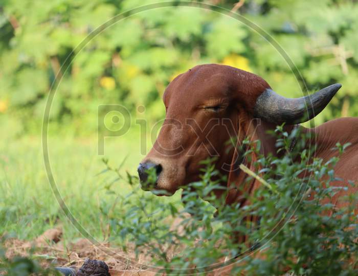 Indian Cow Slipping At The Field.