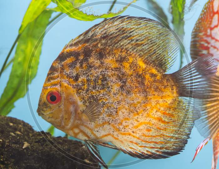 Orange Fish In Aquarium