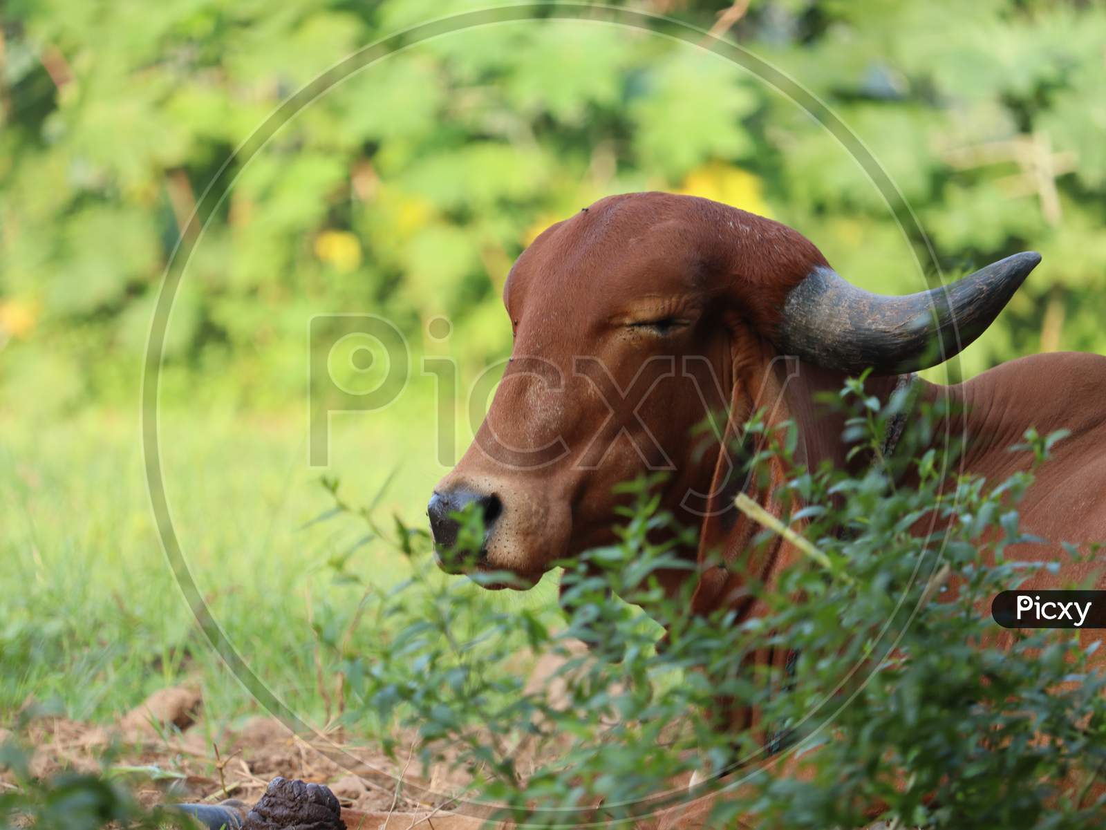 Indian Cow Slipping At The Field.
