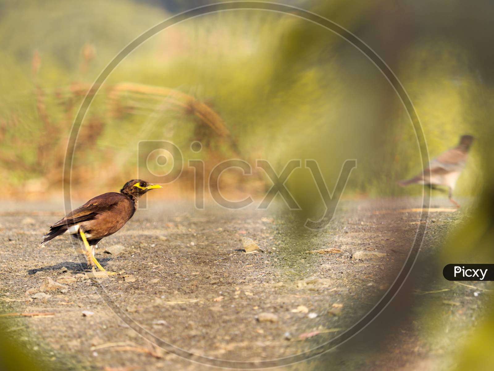 A Common Myna Hiding Behind The Wild Grass In India Forest With The Nice Bokeh And Focus Only On Myna Eyes.