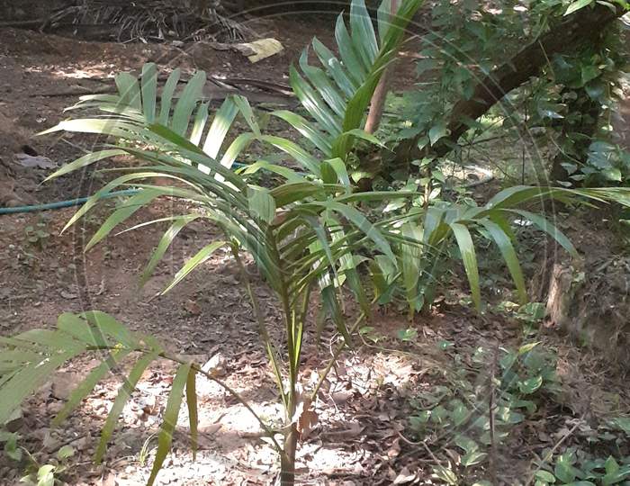 The Arecanuts plant