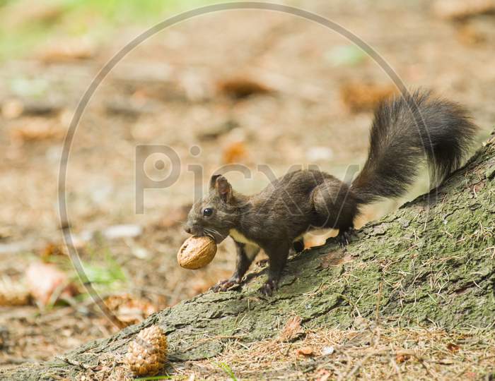 Red Squirrel Carrying A Nut