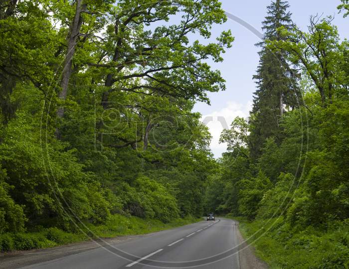 Forest Road In The Summer