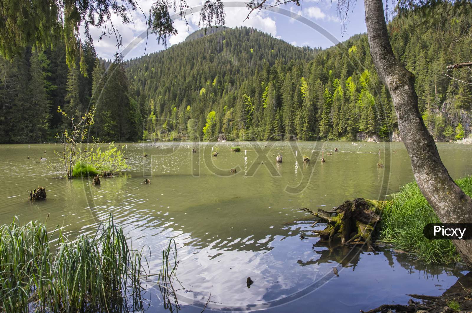Beautiful Lake In Forest