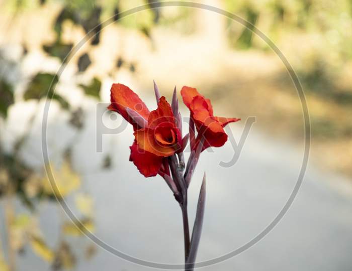 Beautiful Red flower in the garden