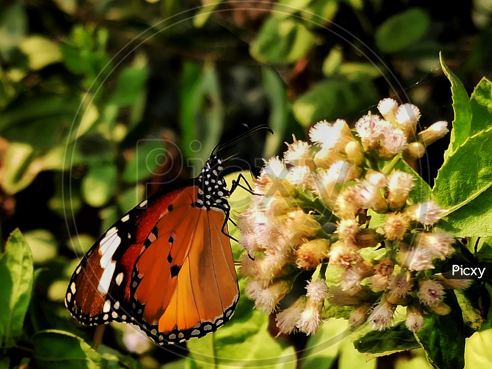 Butterfly taking sap
