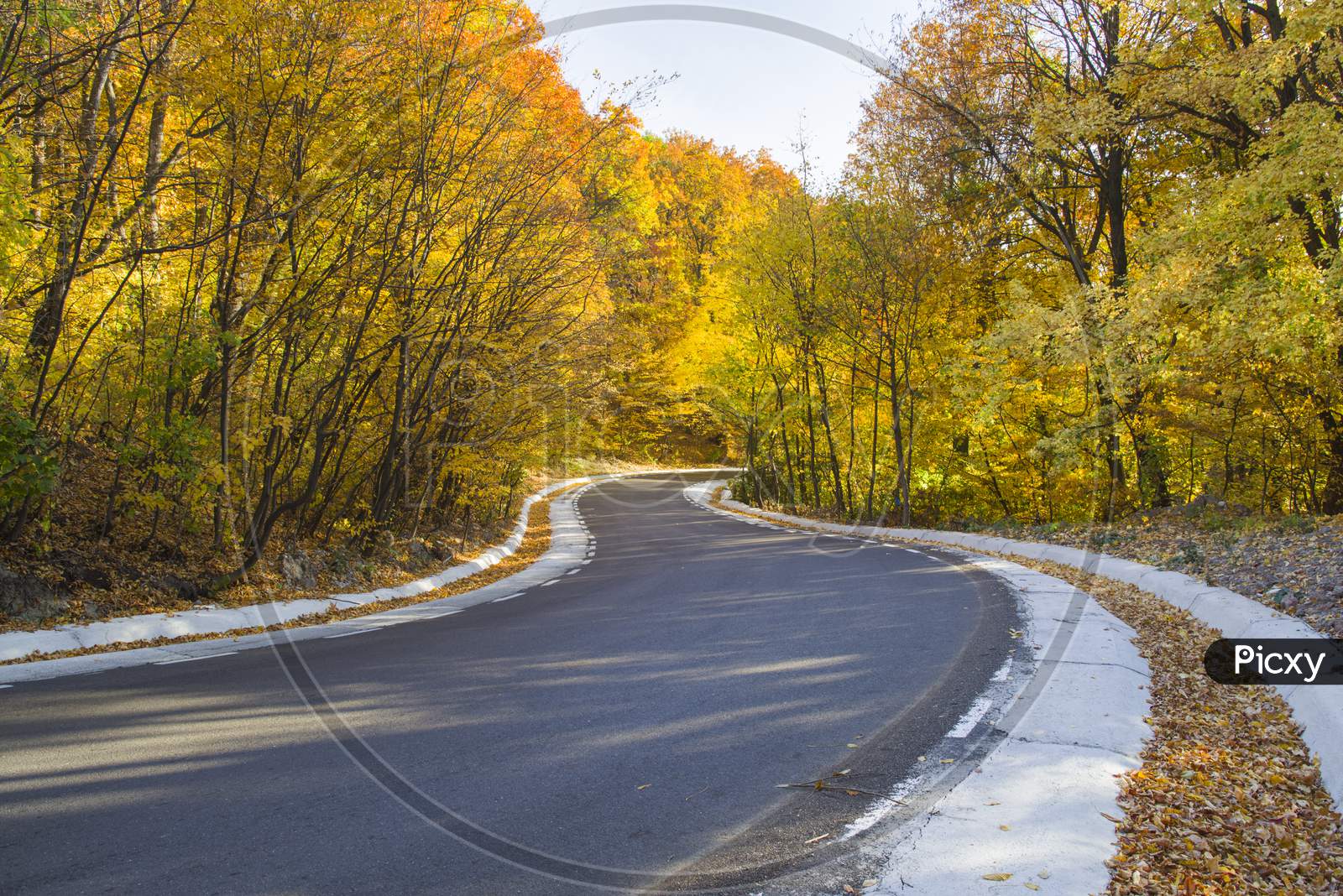 Autumn Curvy Road