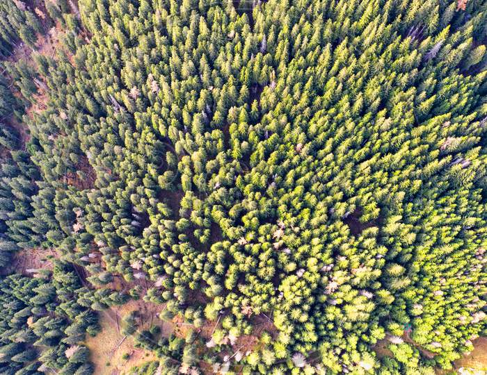 Green Forest Viewed From Above