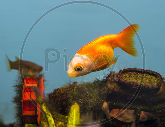 Beautiful Gold Fish