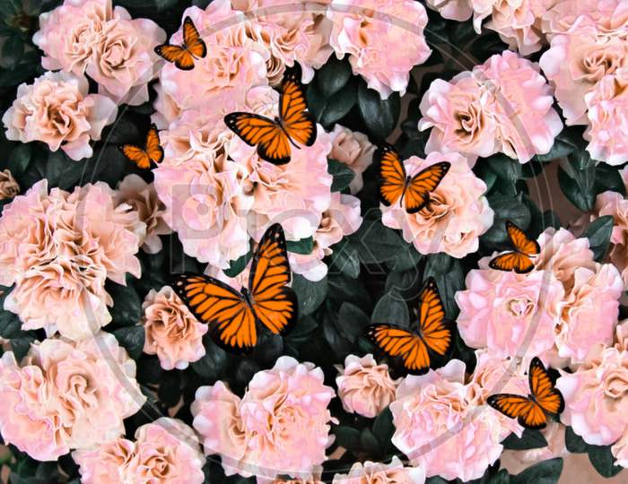 Butterflies Flying Across The Garden