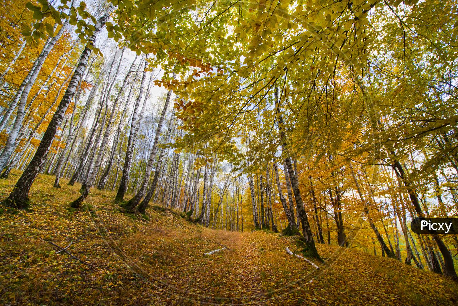 Silver Birch Forest In Autumn