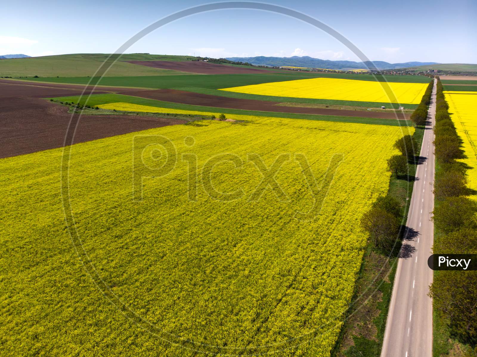 Yellow Rapeseed Fields Near Road