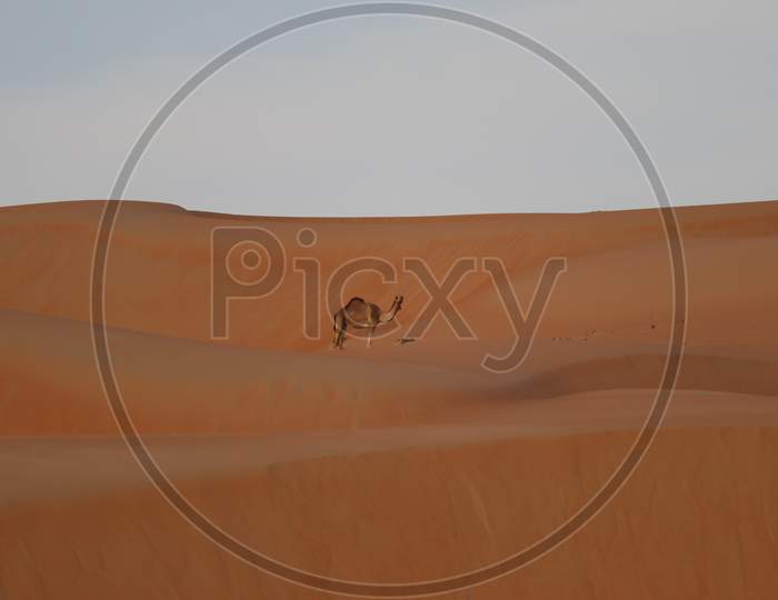 Camel in dunes